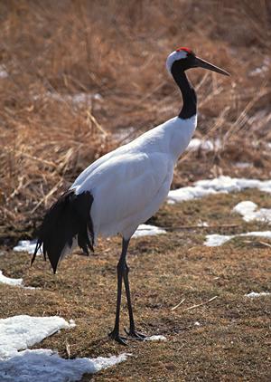 金沢の着物レンタルのあかりの特徴
