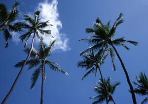 姫路フェリーは小豆島へのアクセスの一つ